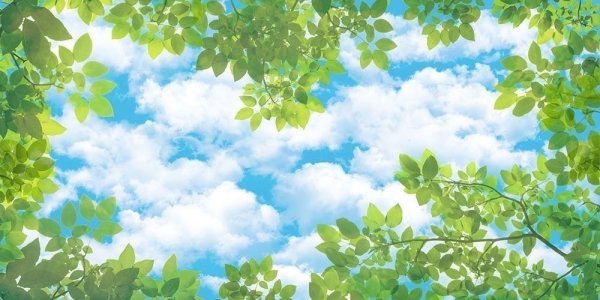 Листья на фоне неба