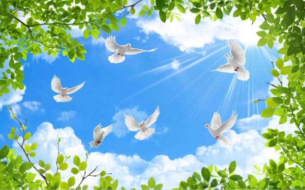 Голуби в небе