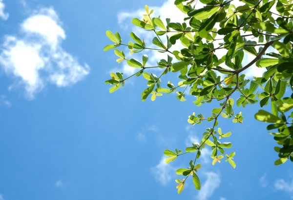 Ветка на фоне неба