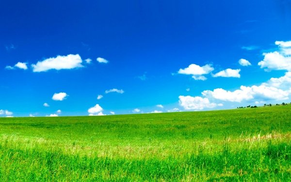 Трава и небо