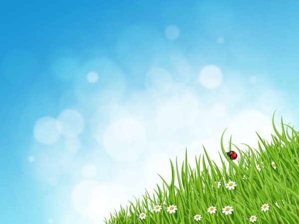 Фон зеленая трава и голубое небо