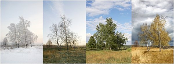 Береза по временам года
