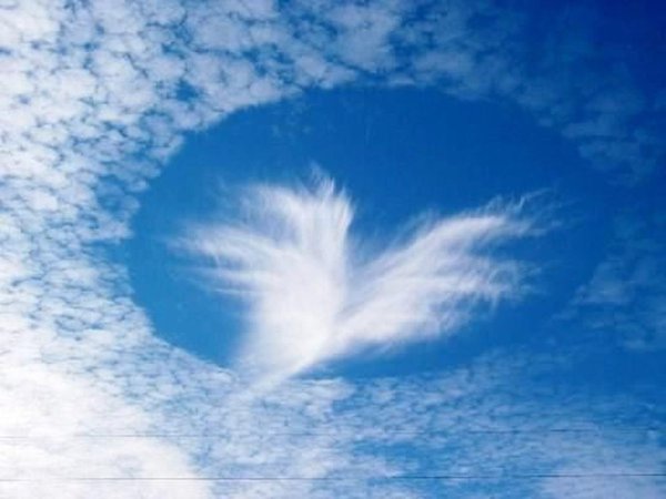 Крылья в небе