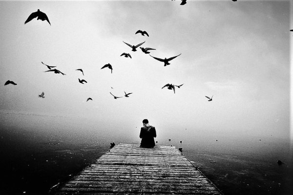 Одиночество птицы