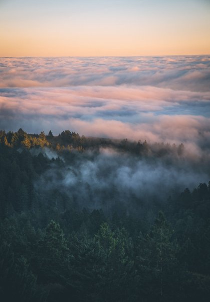 Облачный лес