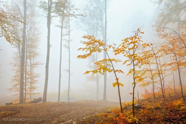 АС Пушкин уж небо осенью дышало