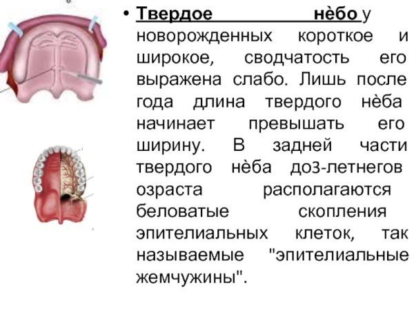 Строение ротовой полости человека схема