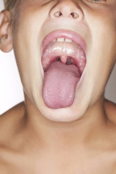 Структура строения артикуляционного аппарата