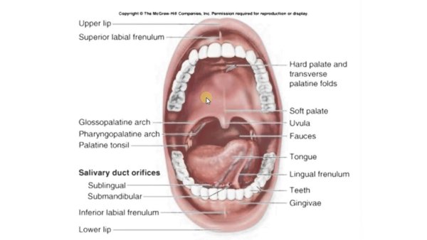 Ортодонтический аппарат Брюкля