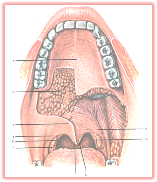 Торус анатомия верхней челюсти