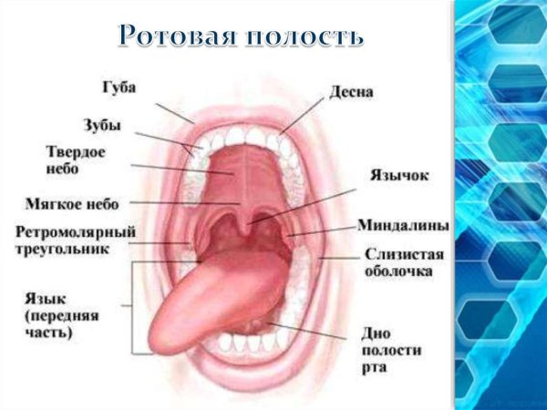 Тонзиллиты фарингиты ларингиты