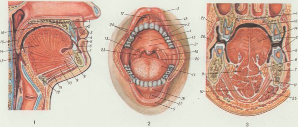 Морфологическая классификация складок