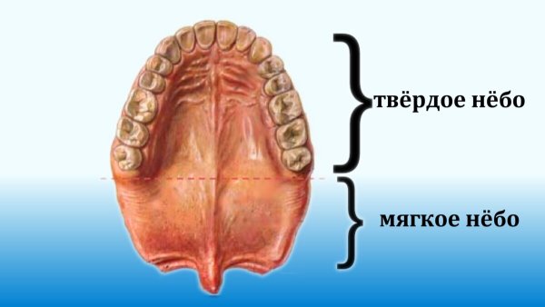 Небная занавеска анатомия