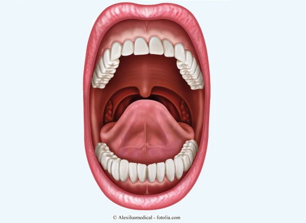 Мышцы мягкого неба (Palatum Molle):