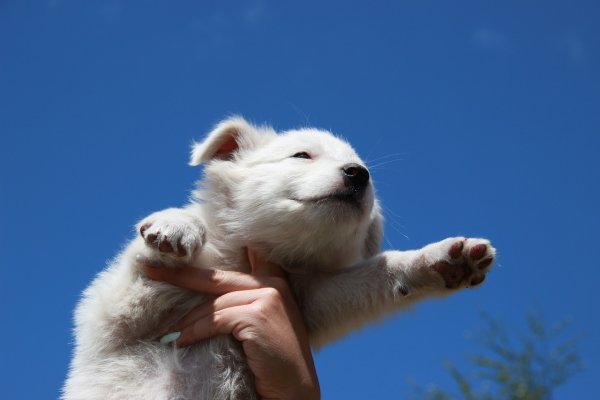 Небесный щенок животное