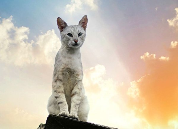 Кот на фоне неба