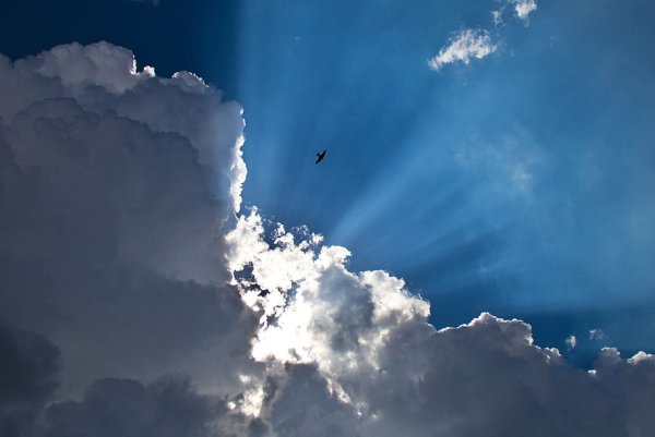 Животные в небе