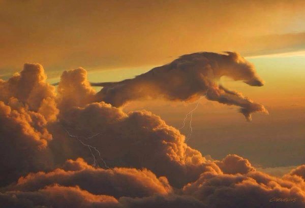 Собака на радуге