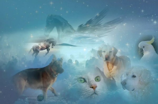 Международный день памяти животных погибших от рук человека 6 ноября