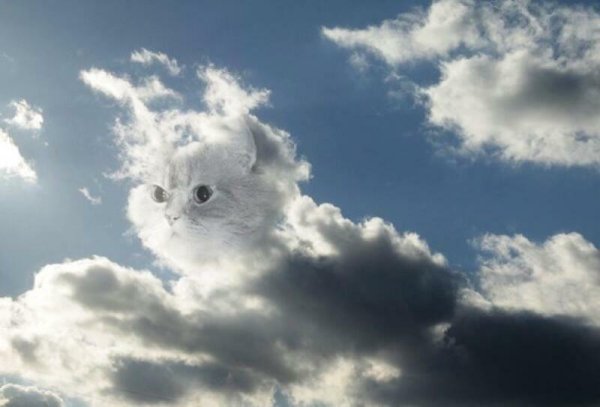 Кот из облаков