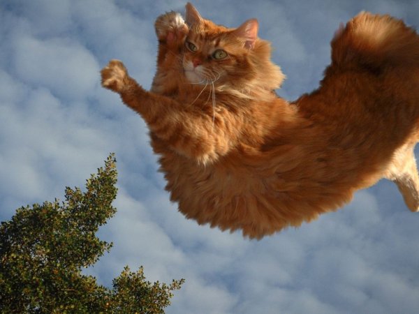 Паркур для кошек