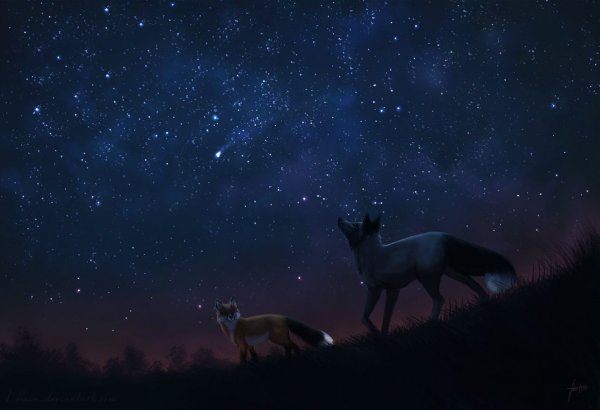 Животные ночью