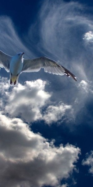 Птицы в небе