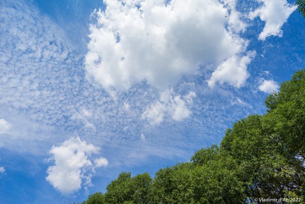 Колосья на фоне неба