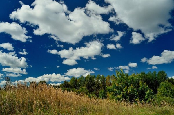 Поля России