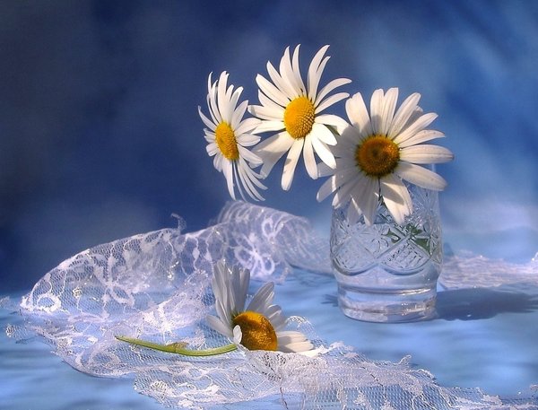 Ромашки утро