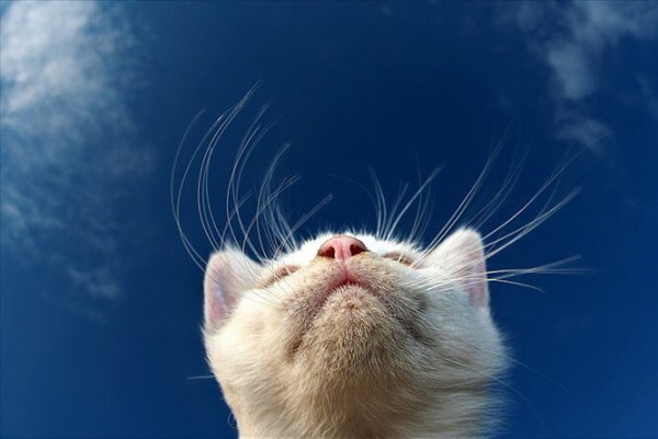 Кот на небе смешные