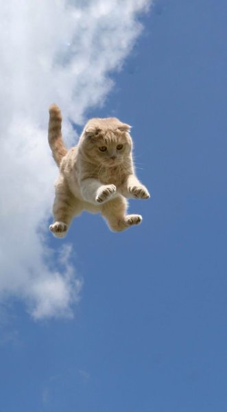 Кот прыгает