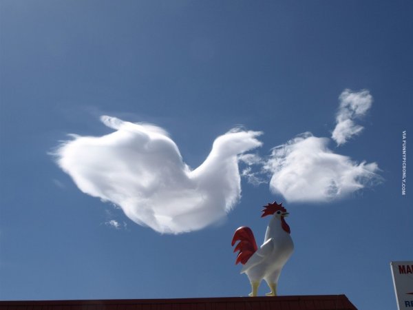 Облака в виде лебедей