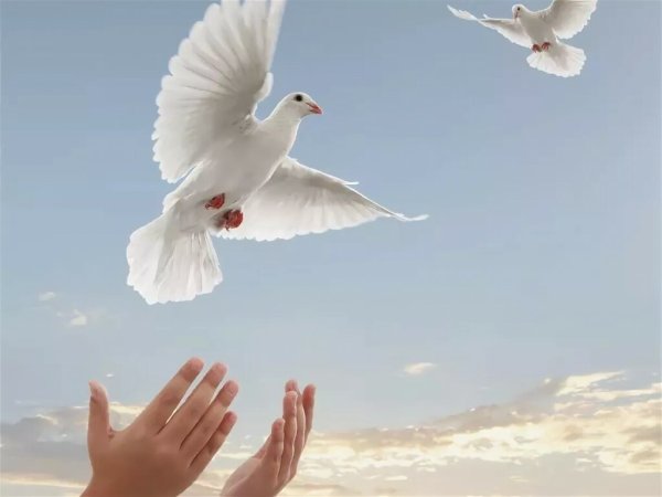 Белый голубь в руках
