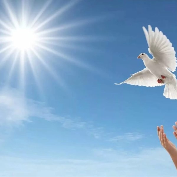 Небо с голубями фон