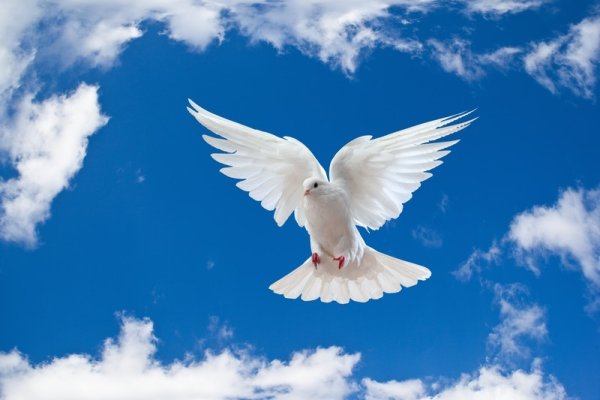 Голуби в небе