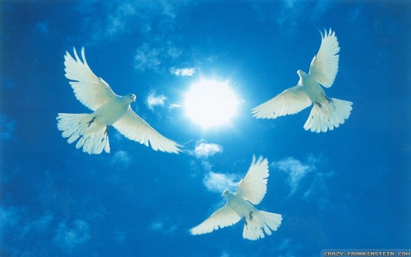 Голубь гуашью