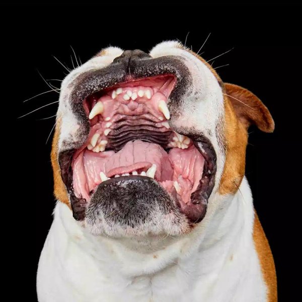 Заячья губа и Волчья пасть