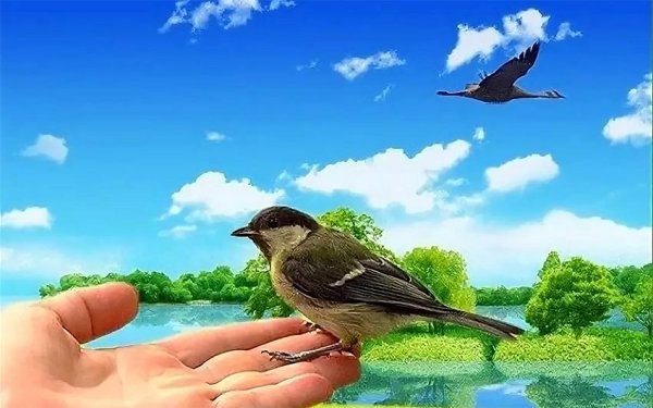 Синица в руках