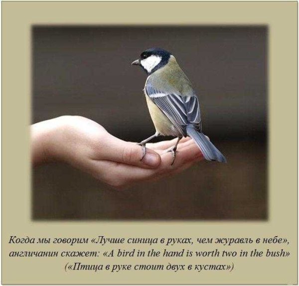 Синица в руках журавль в небе