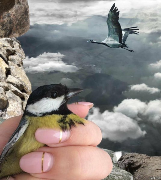 Синица и журавль