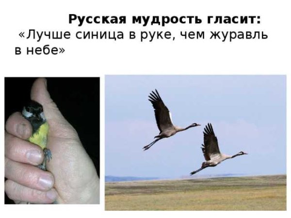 Лучше синица в руках чем журавль в небе