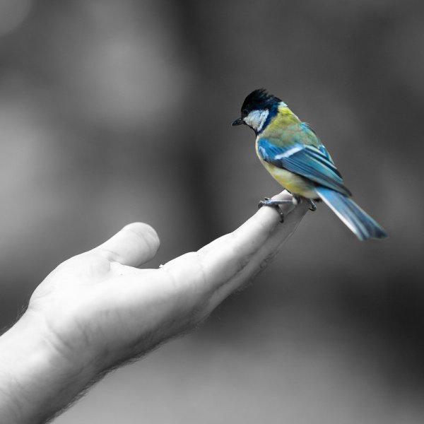 Синица в руках журавль в небе