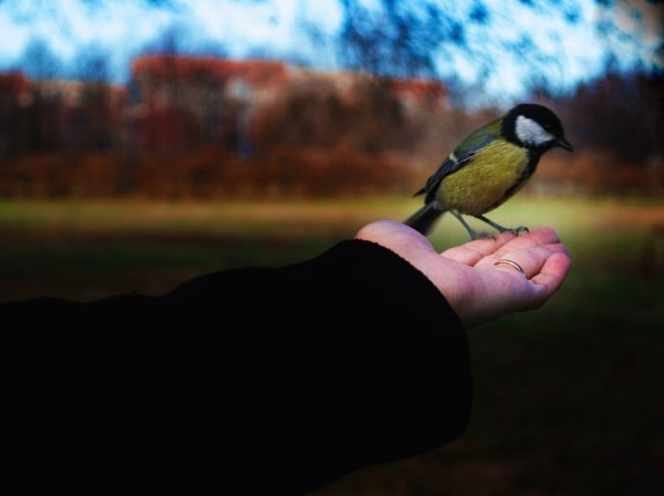 Журавль в руках