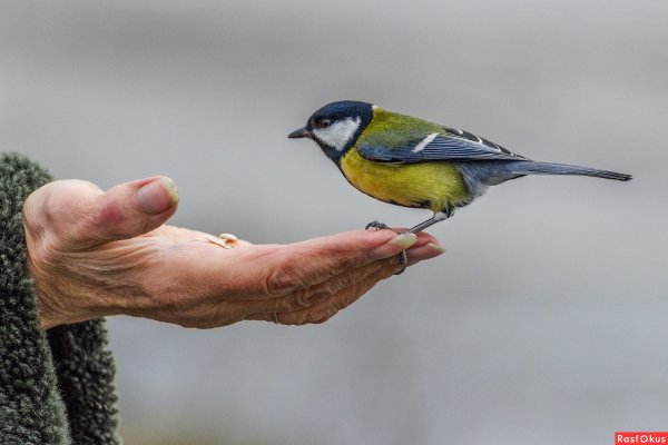 Лучше синица в руках чем журавль в небе