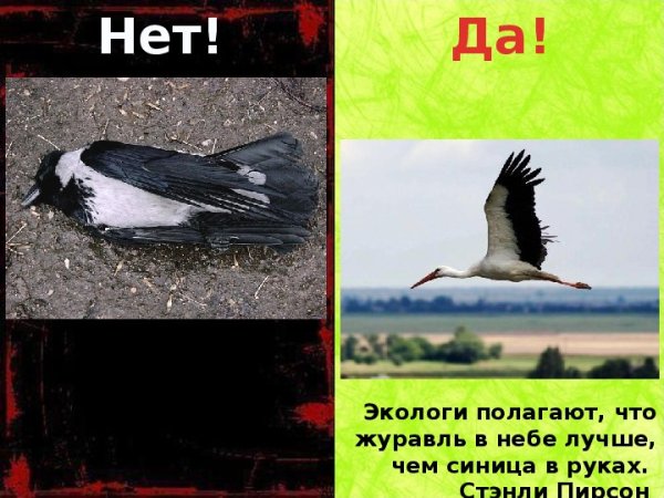 Синица в руках или журавль