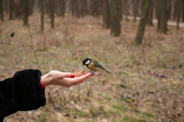 Лучше синица в руках