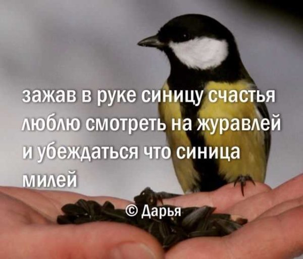 Синица в руках лучше журавля в небе