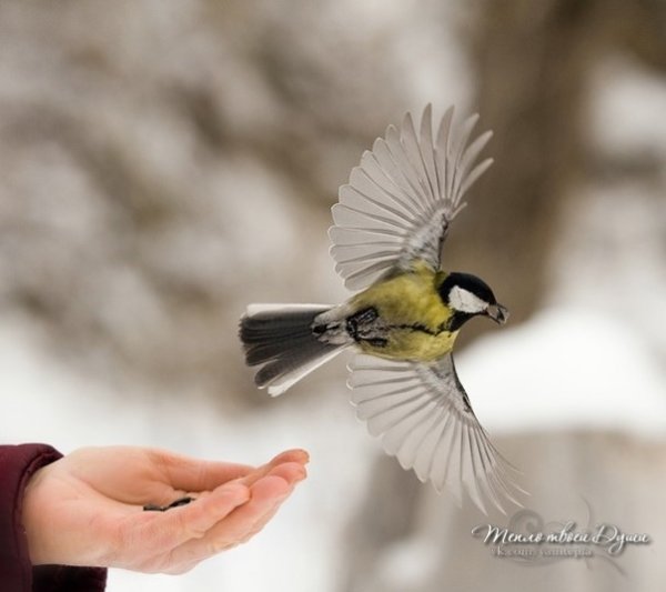 Синица в руках журавль в небе