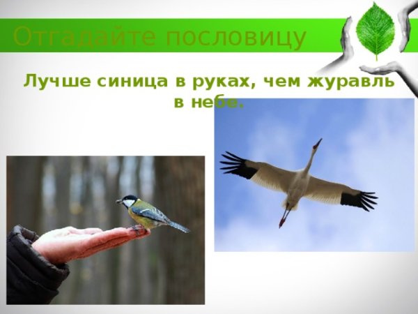 Лучше синица в руках чем журавль в небе